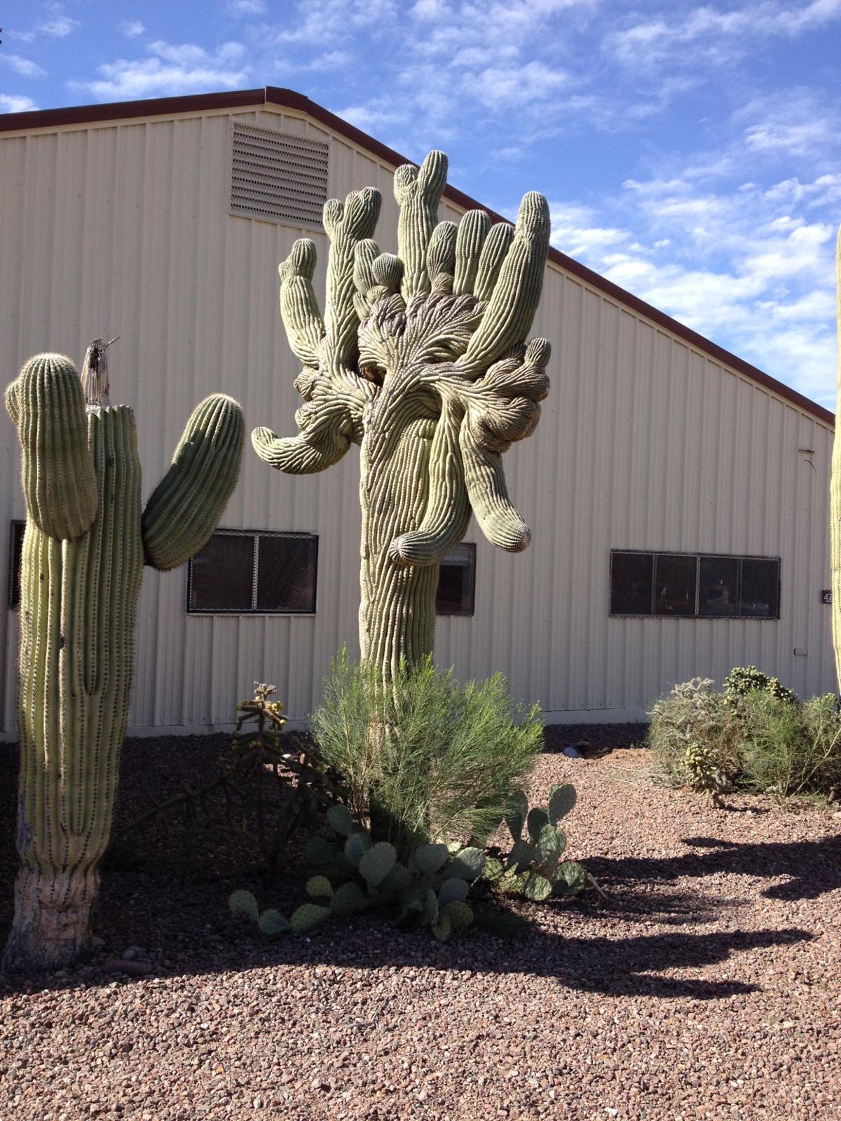Crested cactus