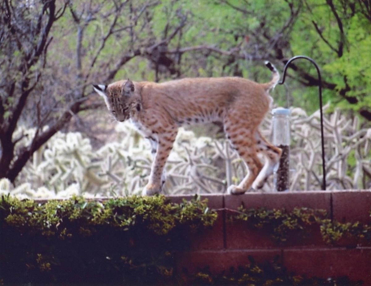 Bobcat Las Campanas
