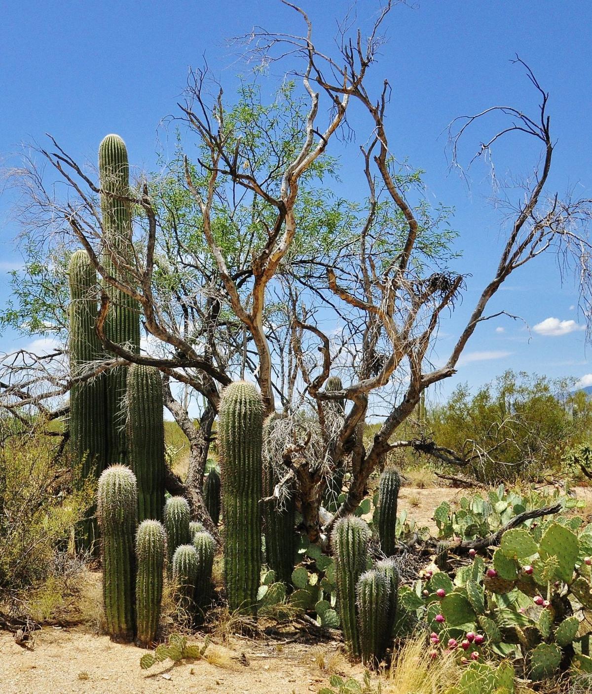 Family of Saguaros