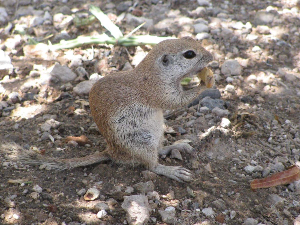 Round-tailed Ground Squirrel