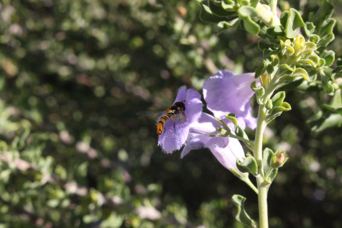 Bee in a flower