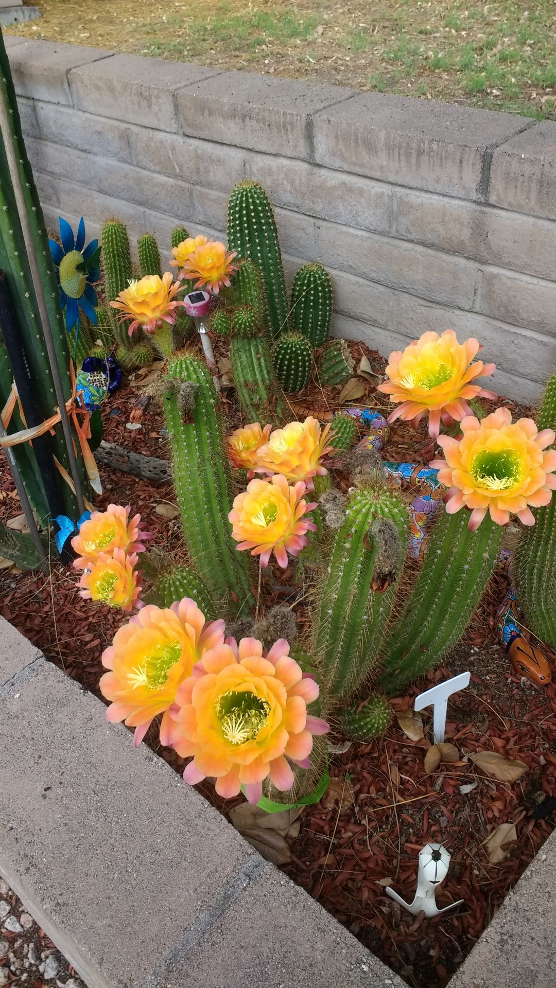 Yellow cactus blossom