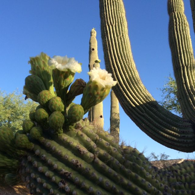 Cactus meeting in Sahuarita
