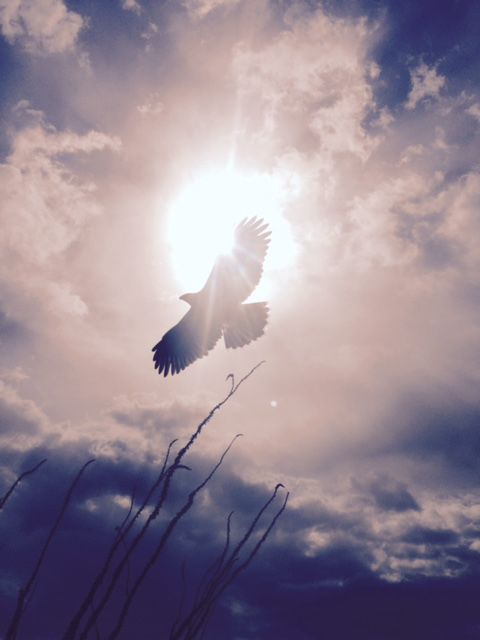 Desert Museum Raptor Flight (2014)