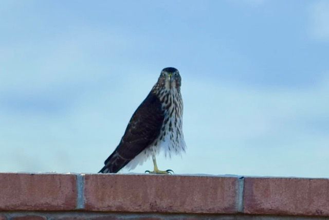 Hawk at you