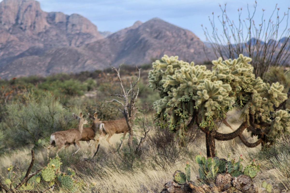 Deer running