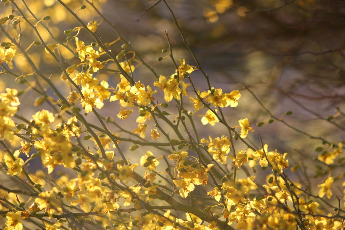 Flowers in Canoa Park