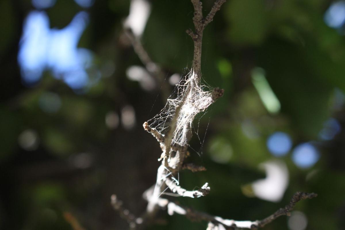 Webby branch