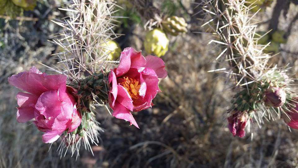 Pink cactus flowers