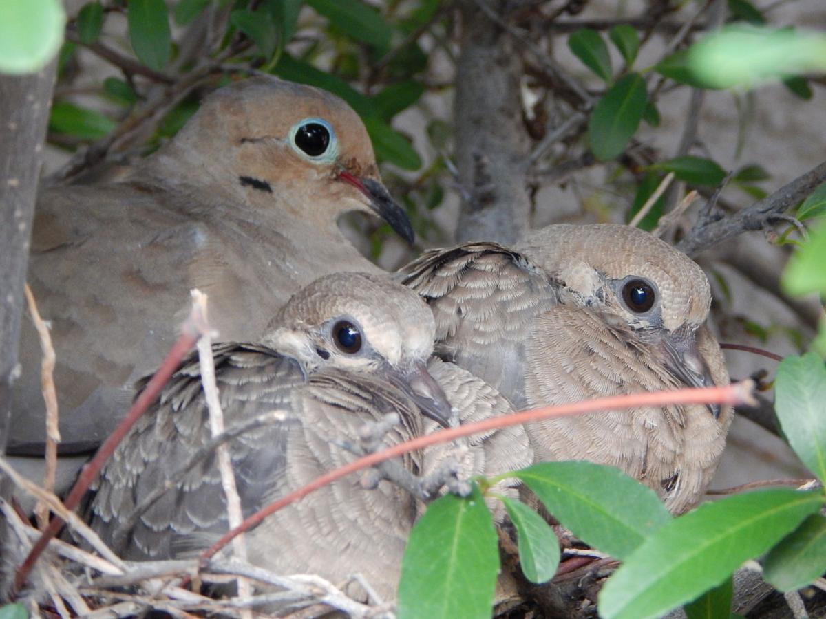 Doves in a nest
