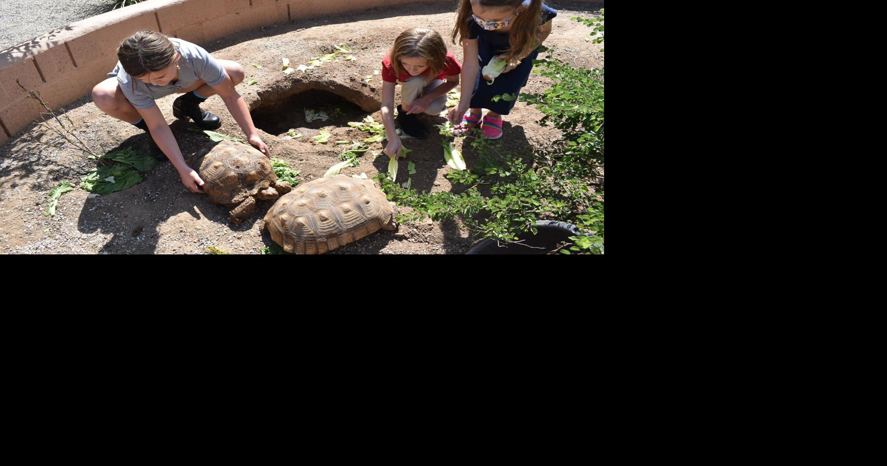 Wrightson Ridge's new tortoises offer hands-on learning | Local News ...