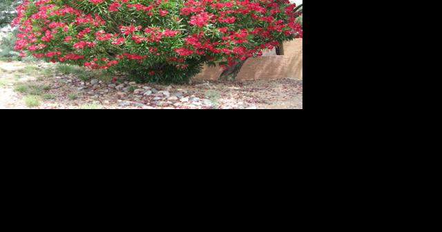 Green Valley Gardeners: Garden tasks continue through August - Vimarsana News