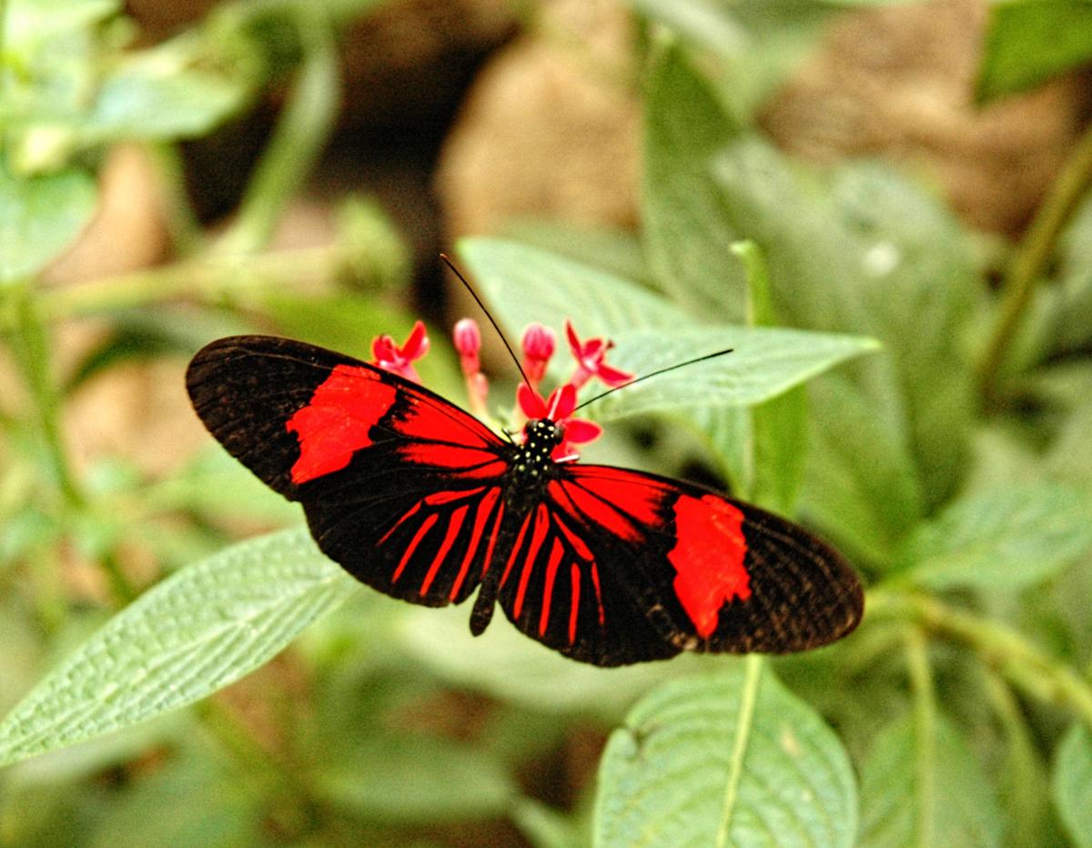 Butterfly