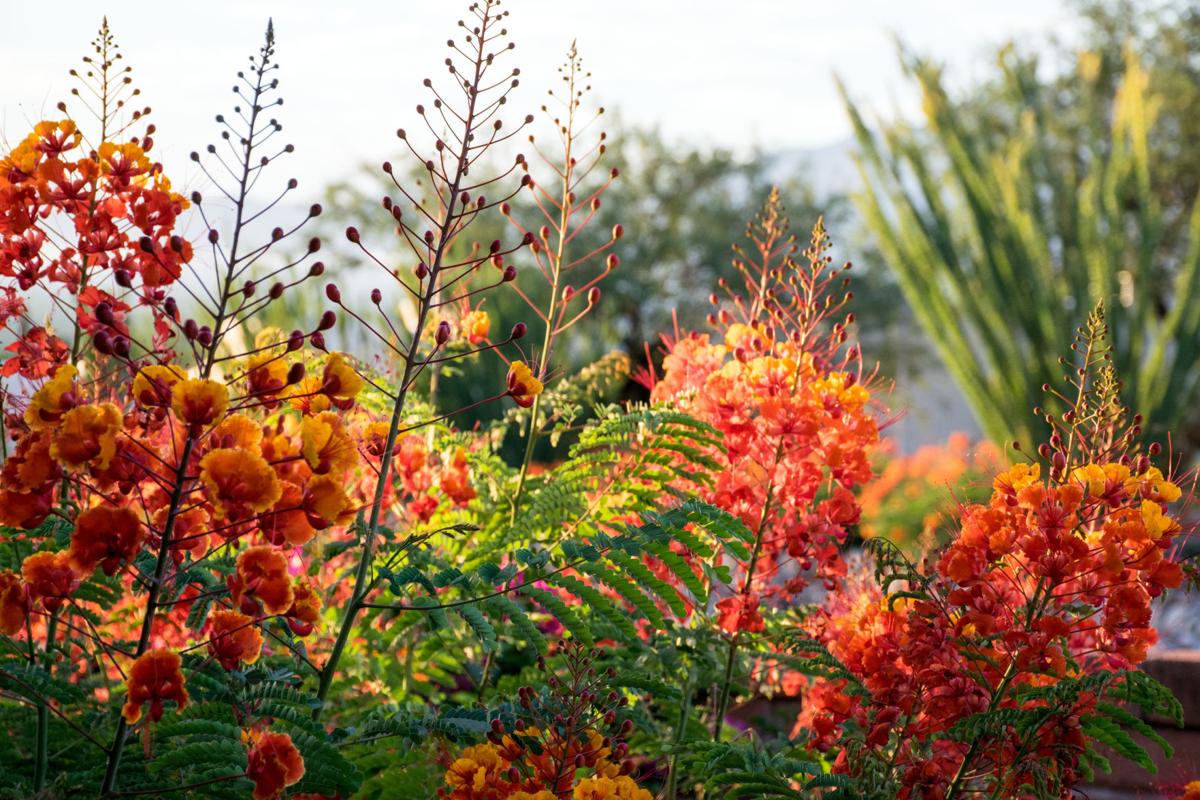 Mexican birds of paradise