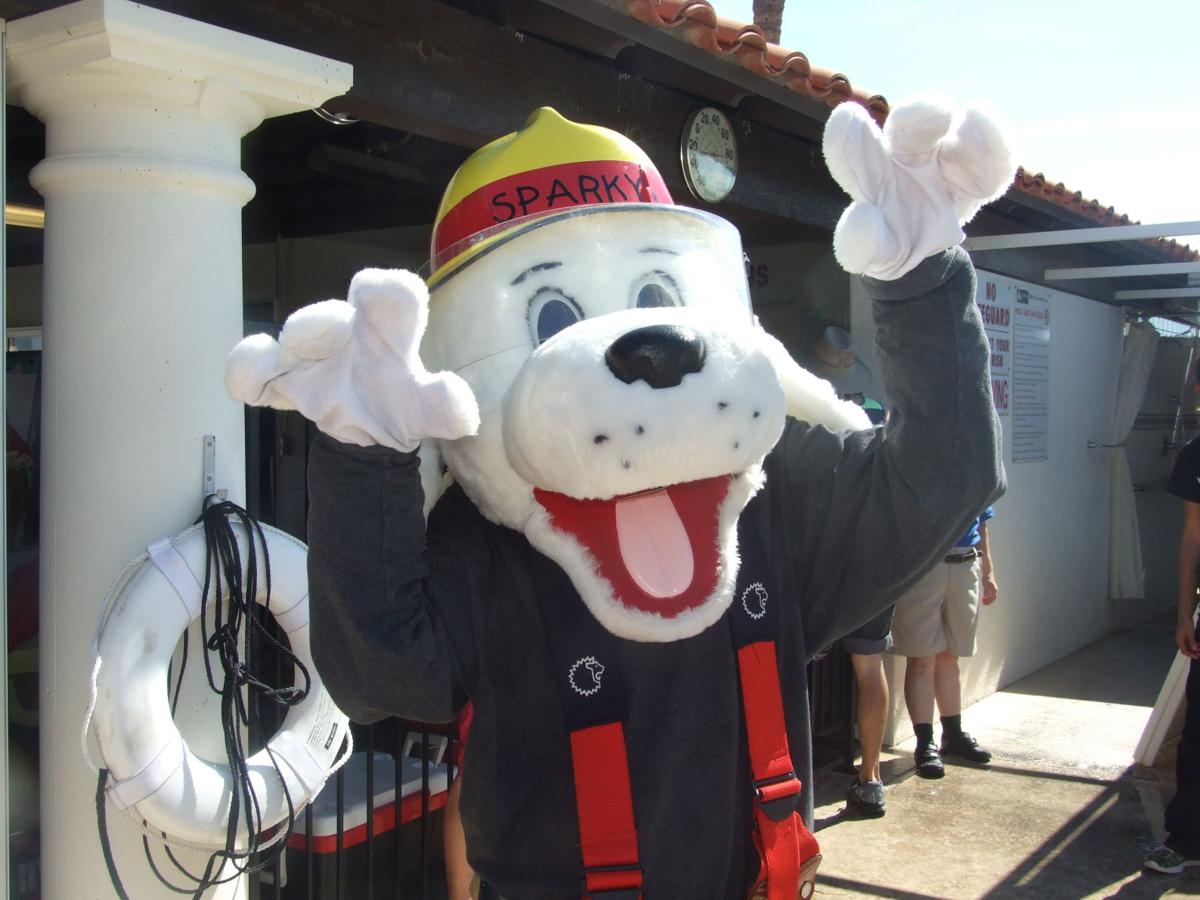 Paws in the Pool!