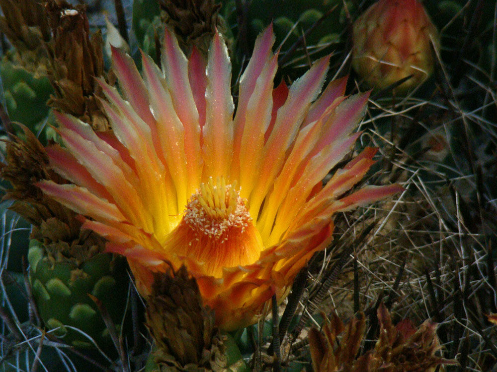 Cactus blossom