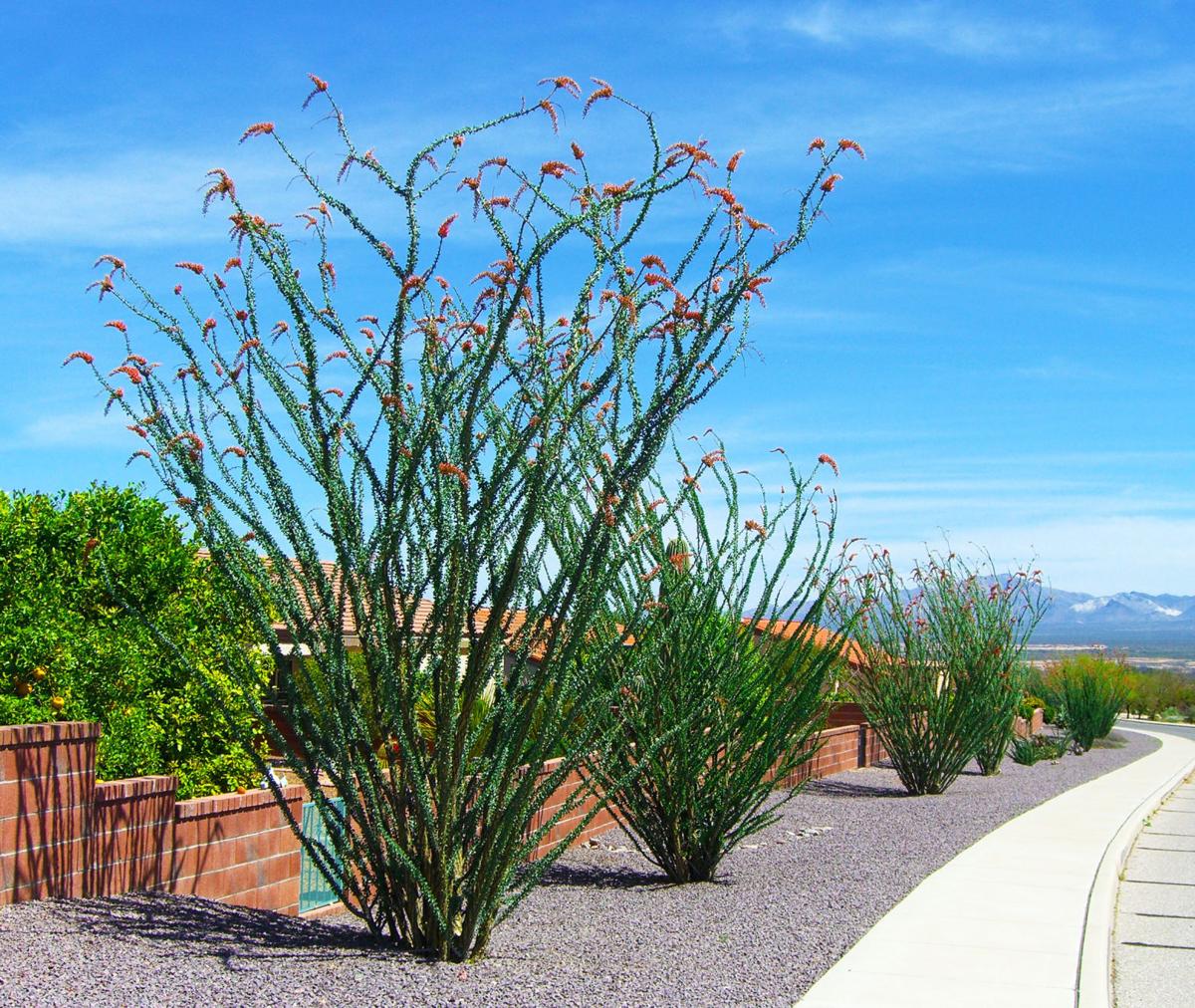 Ocotillo lined up