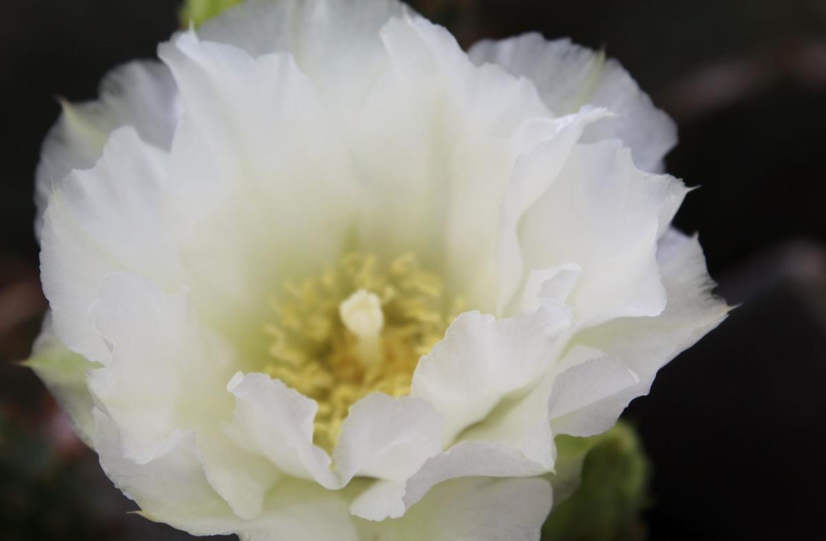 White flower Green Valley Community Gardens