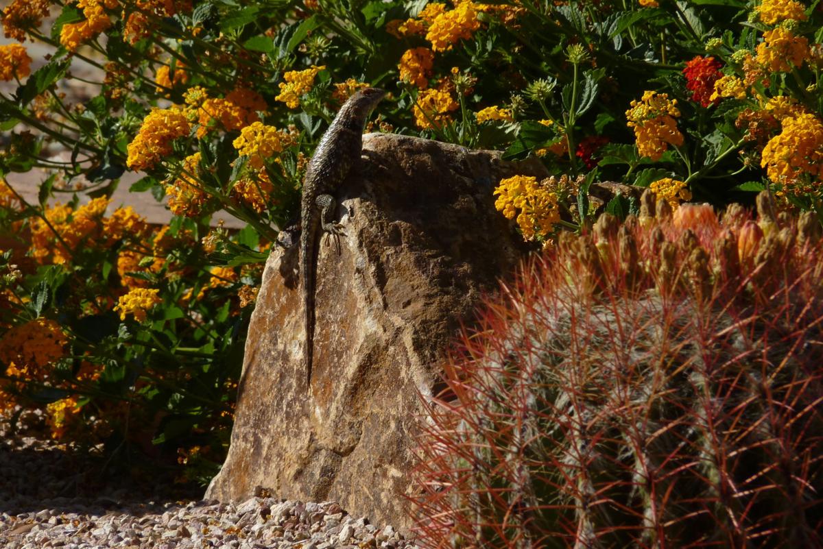Lizard on a rock