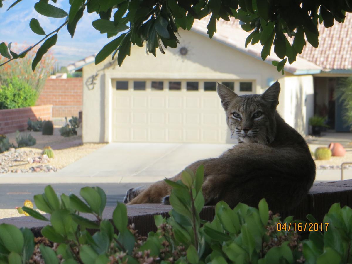 Bobcat Easter