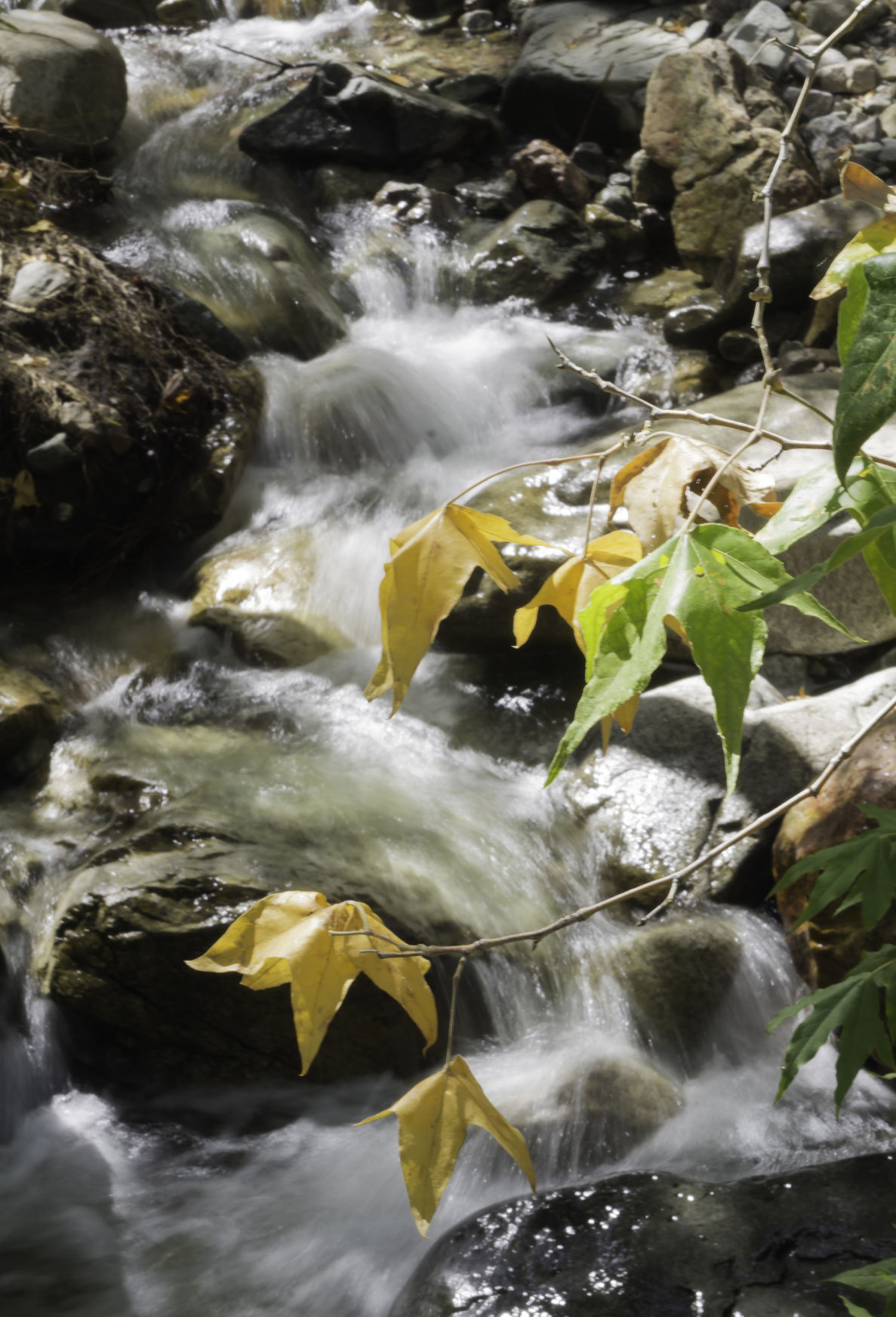 Madera Canyon in fall