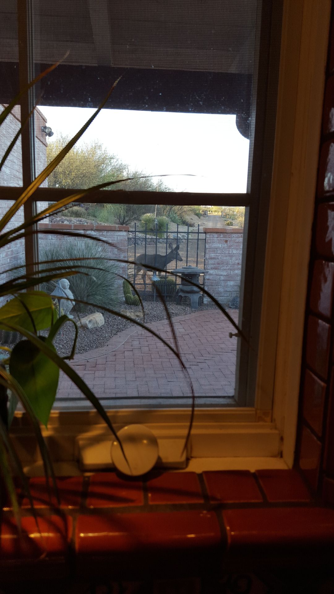 Through the window