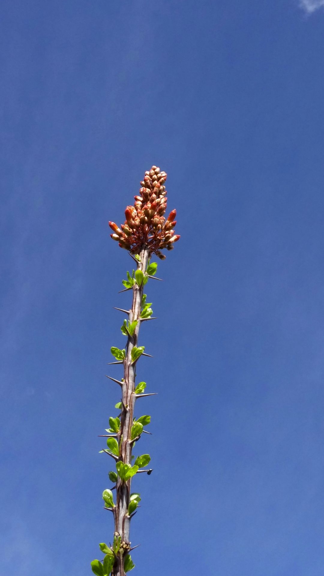 Reaching high