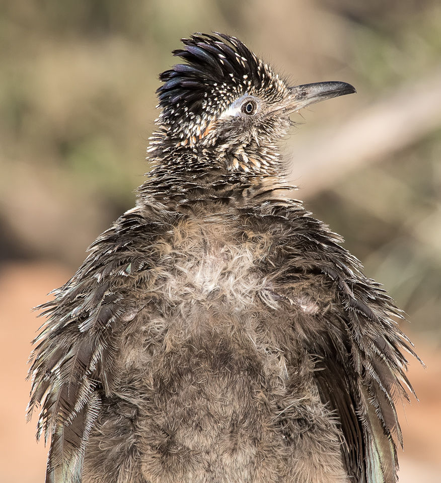 Ruffled feathers