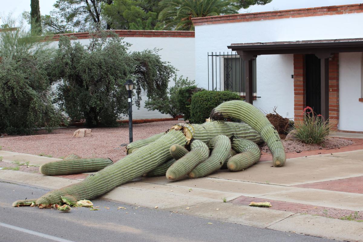 Cactus down