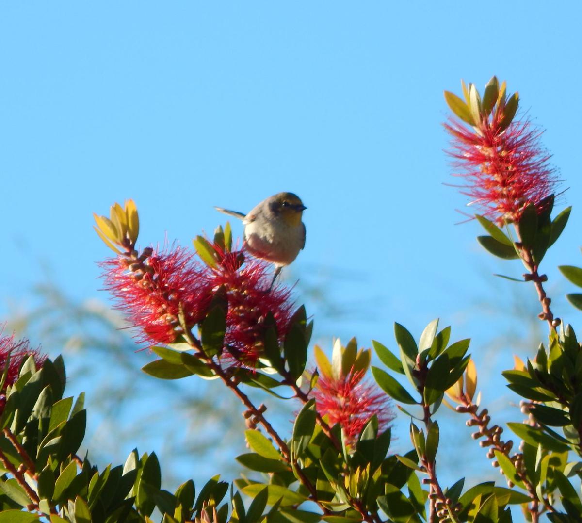 Bird on bottle brush