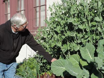 Growing Fresh Vegies Winter Gardens Successful In Southern Arizona Get Out Gvnews Com
