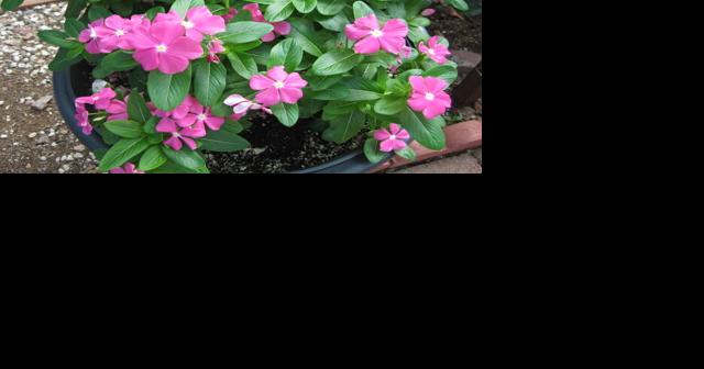 Green Valley Gardeners: April is 'National Garden Month' - Vimarsana News