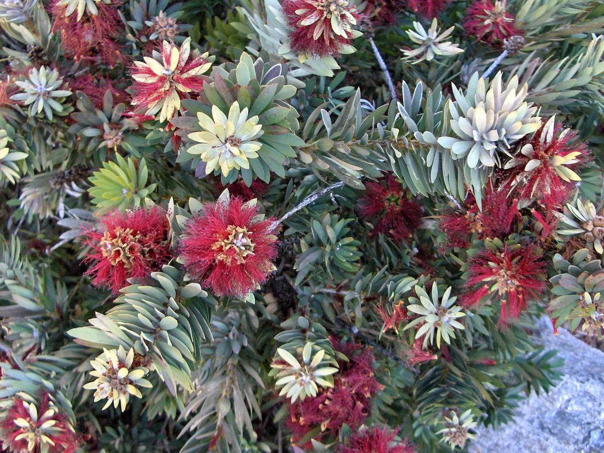 Miniature Bottle Brush