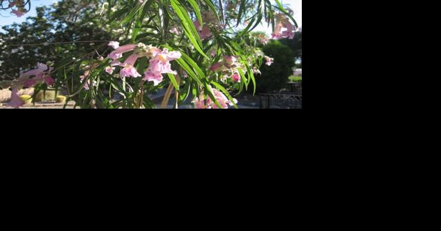 Green Valley Gardeners: Here comes that intimidating buzz in the garden - Vimarsana News