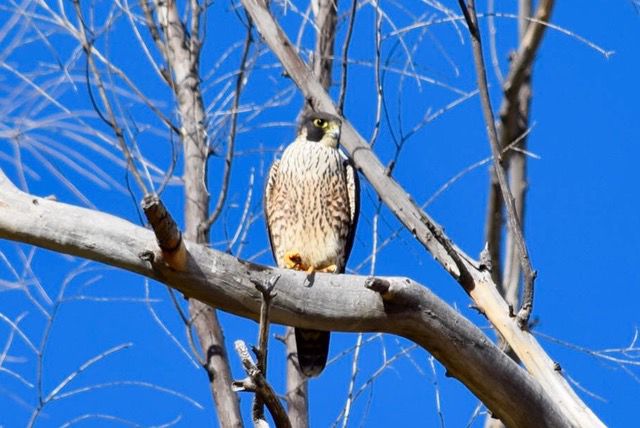 Hawk in a tree