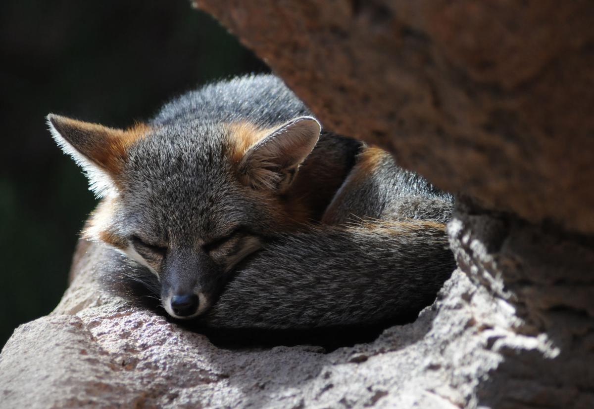 Fox at Arizona Sonoran Desert Museum
