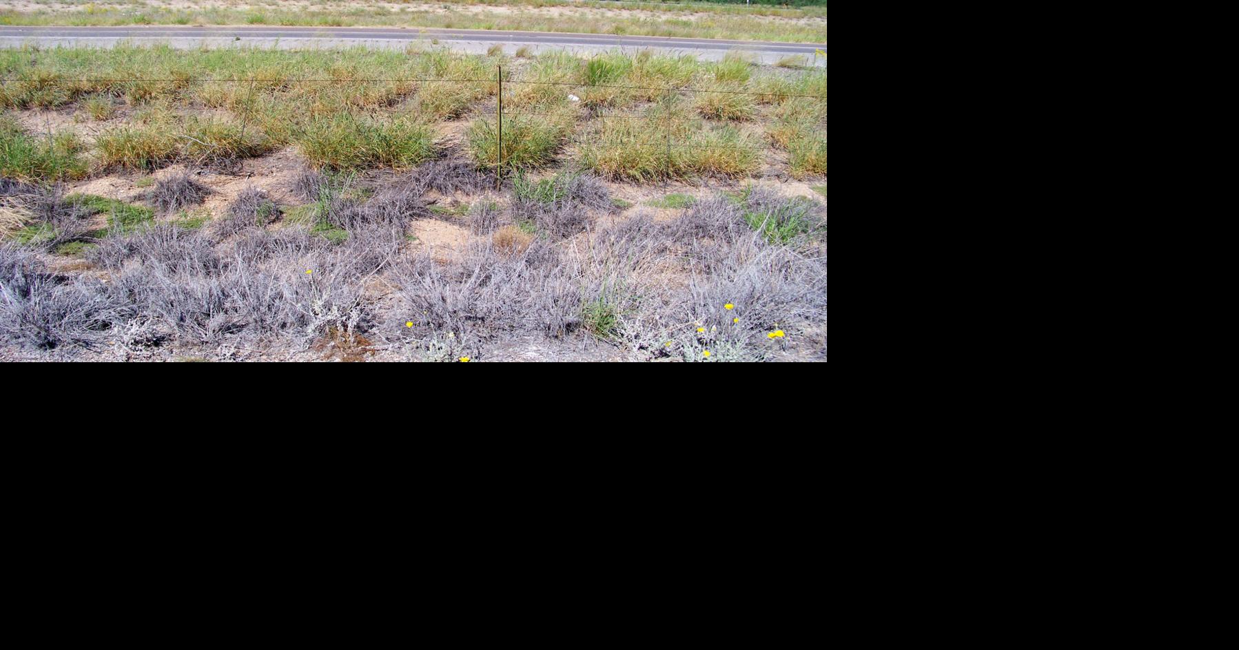 State agency could be slowing buffelgrass progress | Local News Stories ...