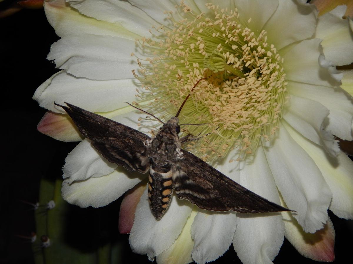 Moth on Cactus