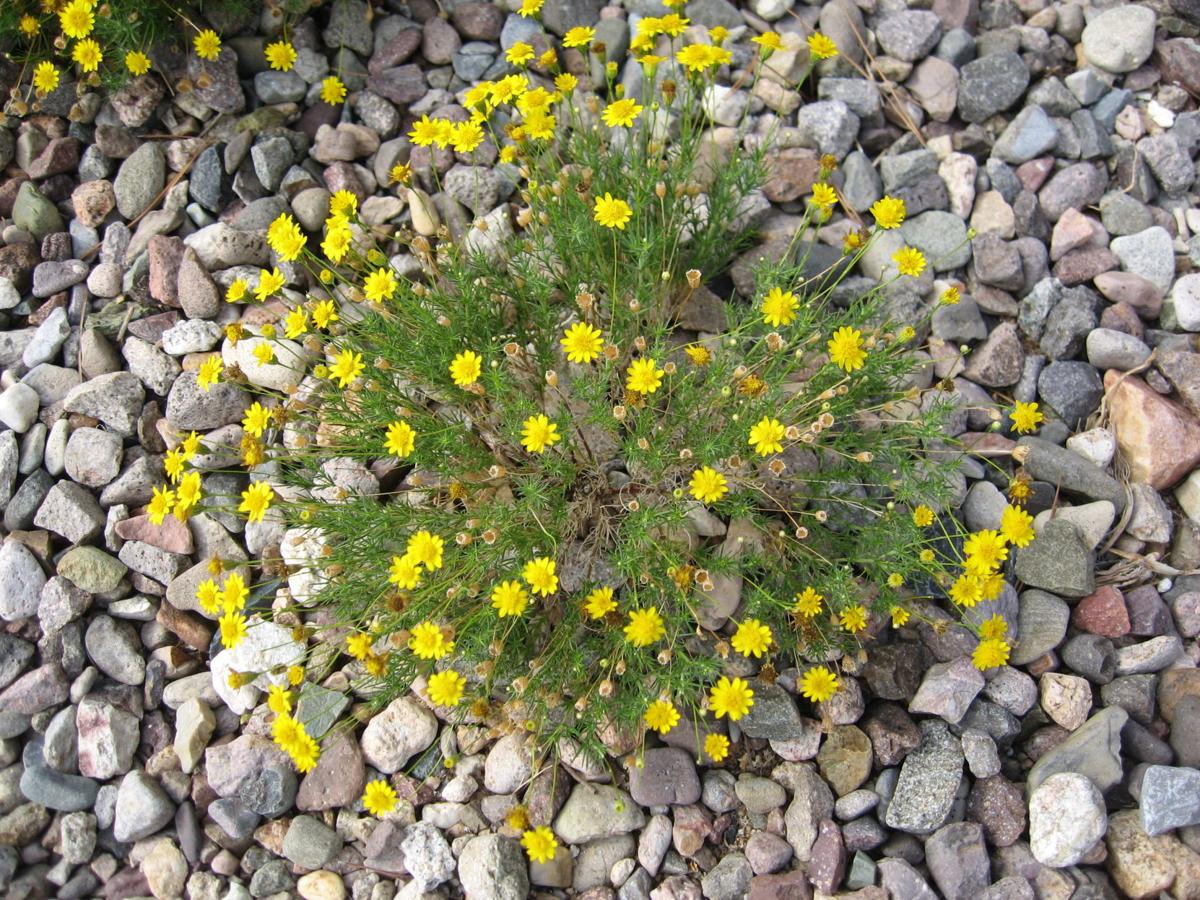 GV Gardeners Dazzling yellow wildflowers in the desert Get Out