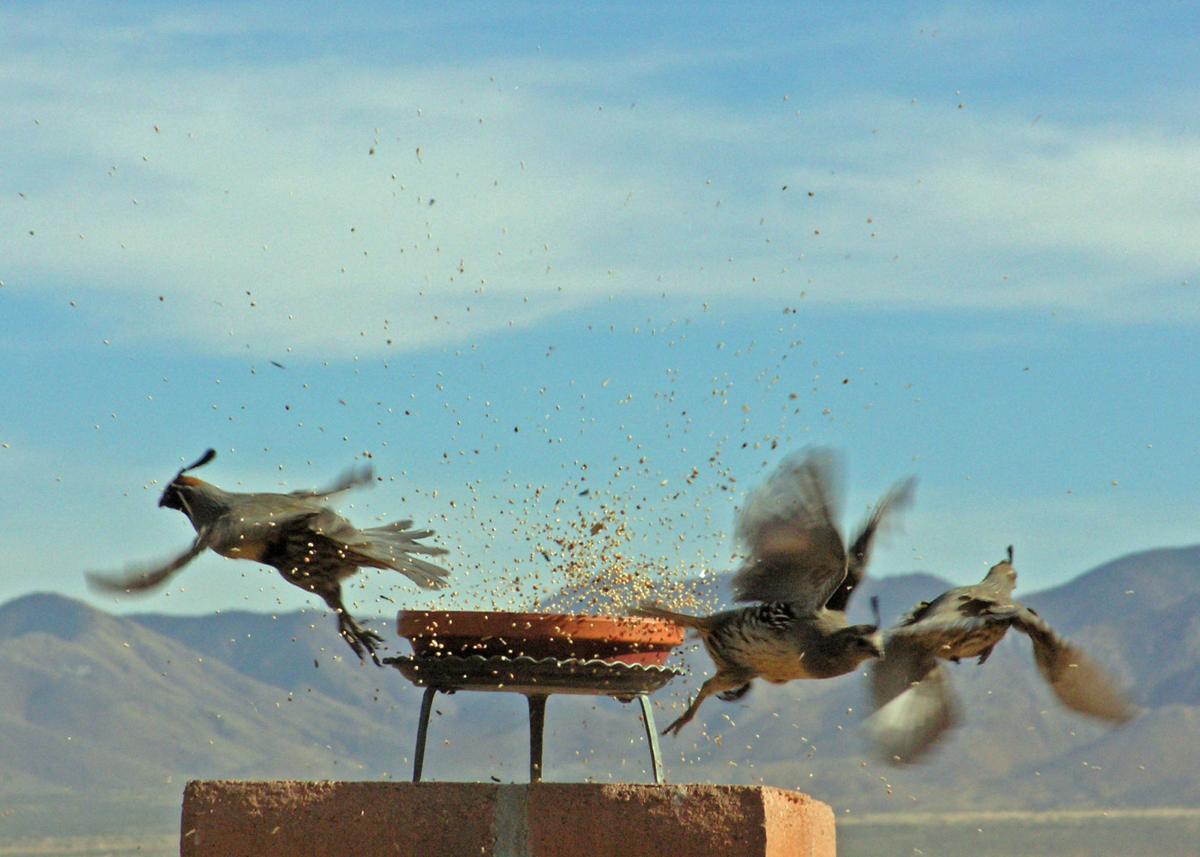 Quail with birdseed