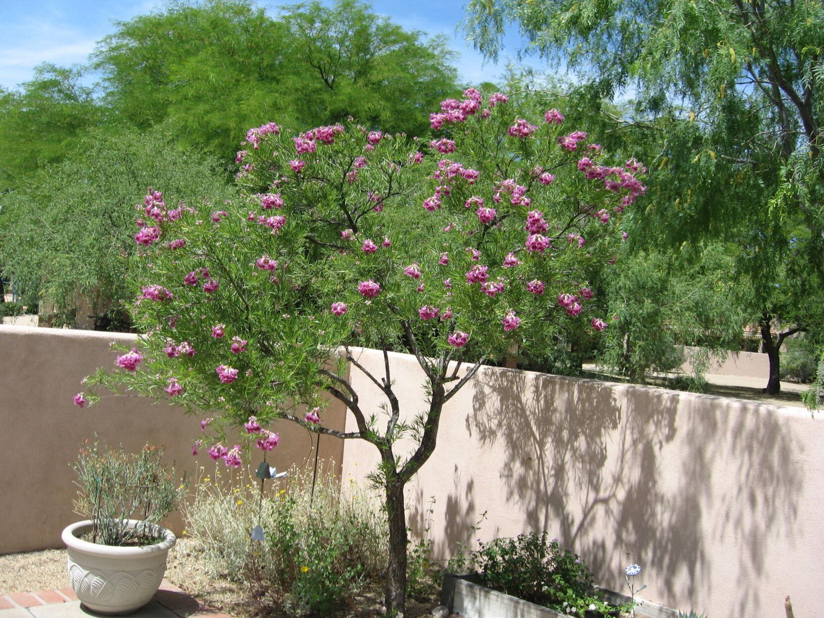 GV Gardeners Desert Willow trees in bloom Get Out