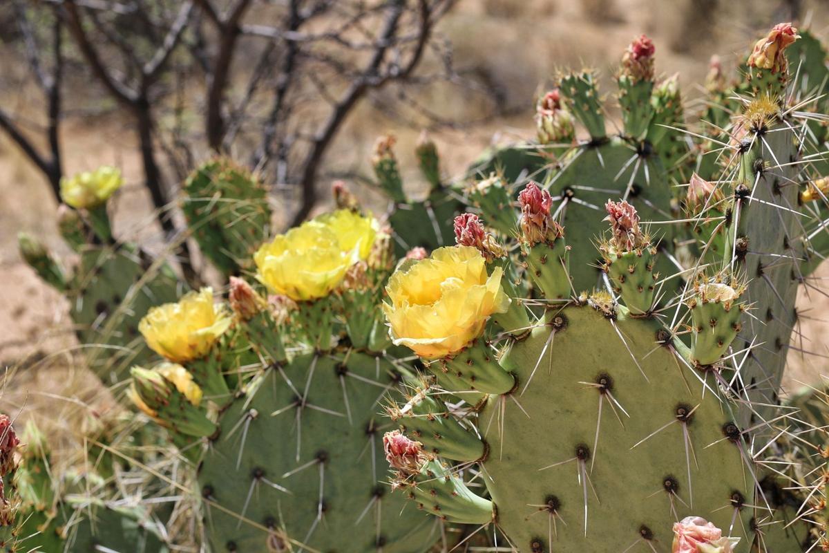 Prickly pear cactus