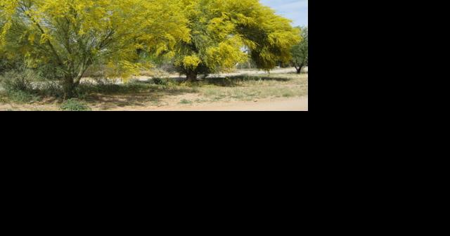 Green Valley Gardeners: Yellow carpets in the desert - Vimarsana News