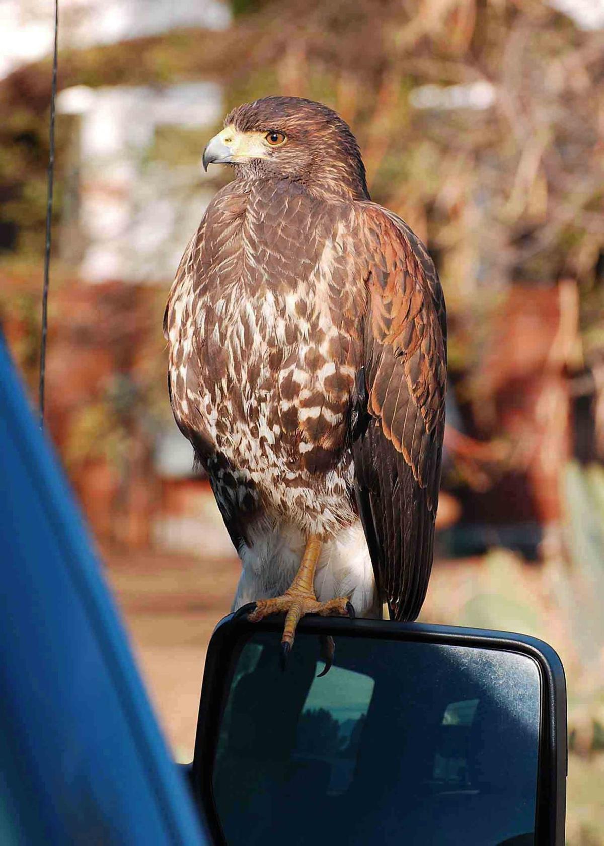 Hawk on a car