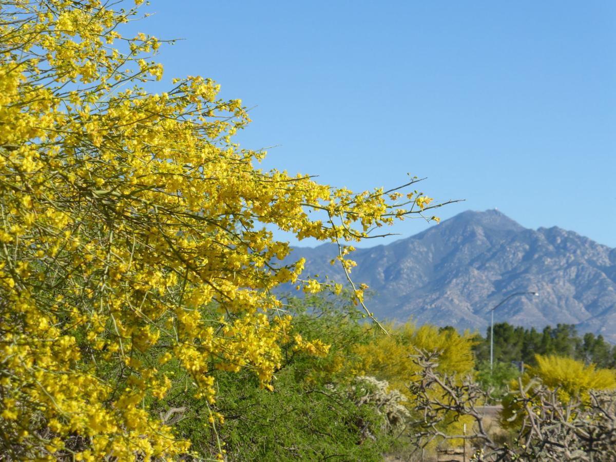 Mountains and spring