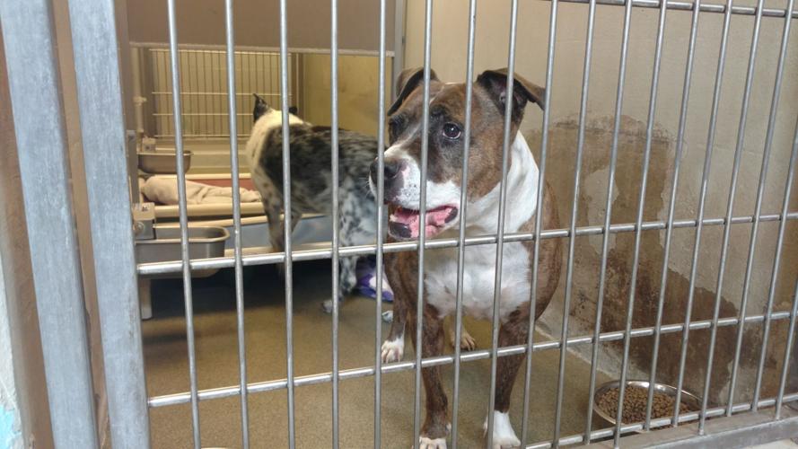 Pima animal shelter dropping dog breed labels on cages | Local News Stories  