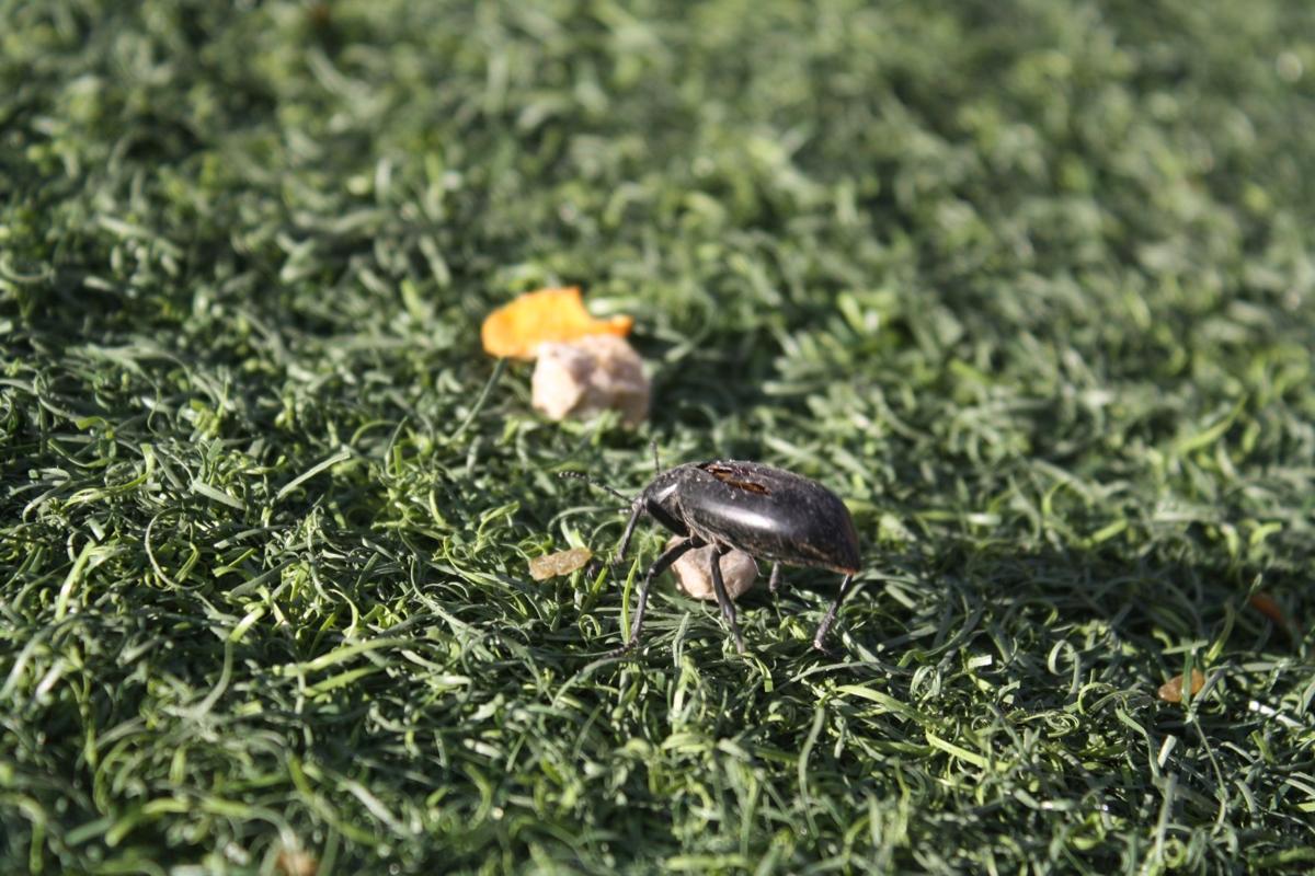 Beetle