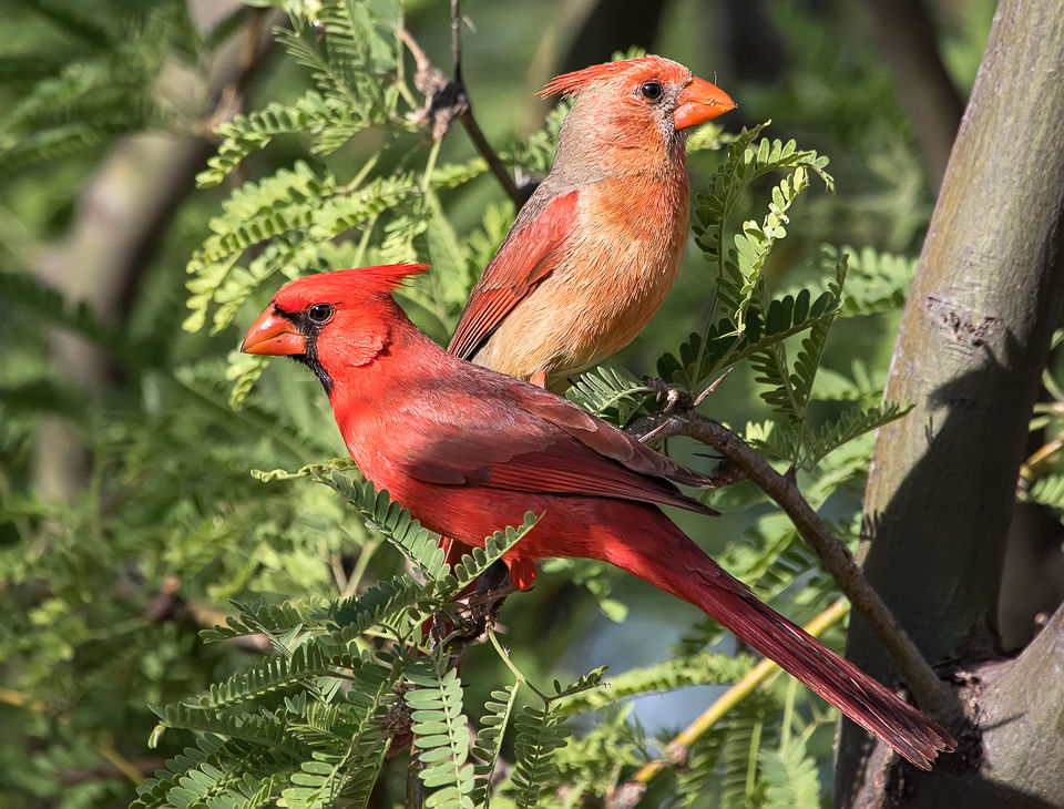 Redheads