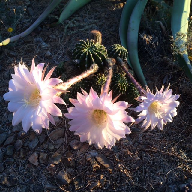 Cactus flowers