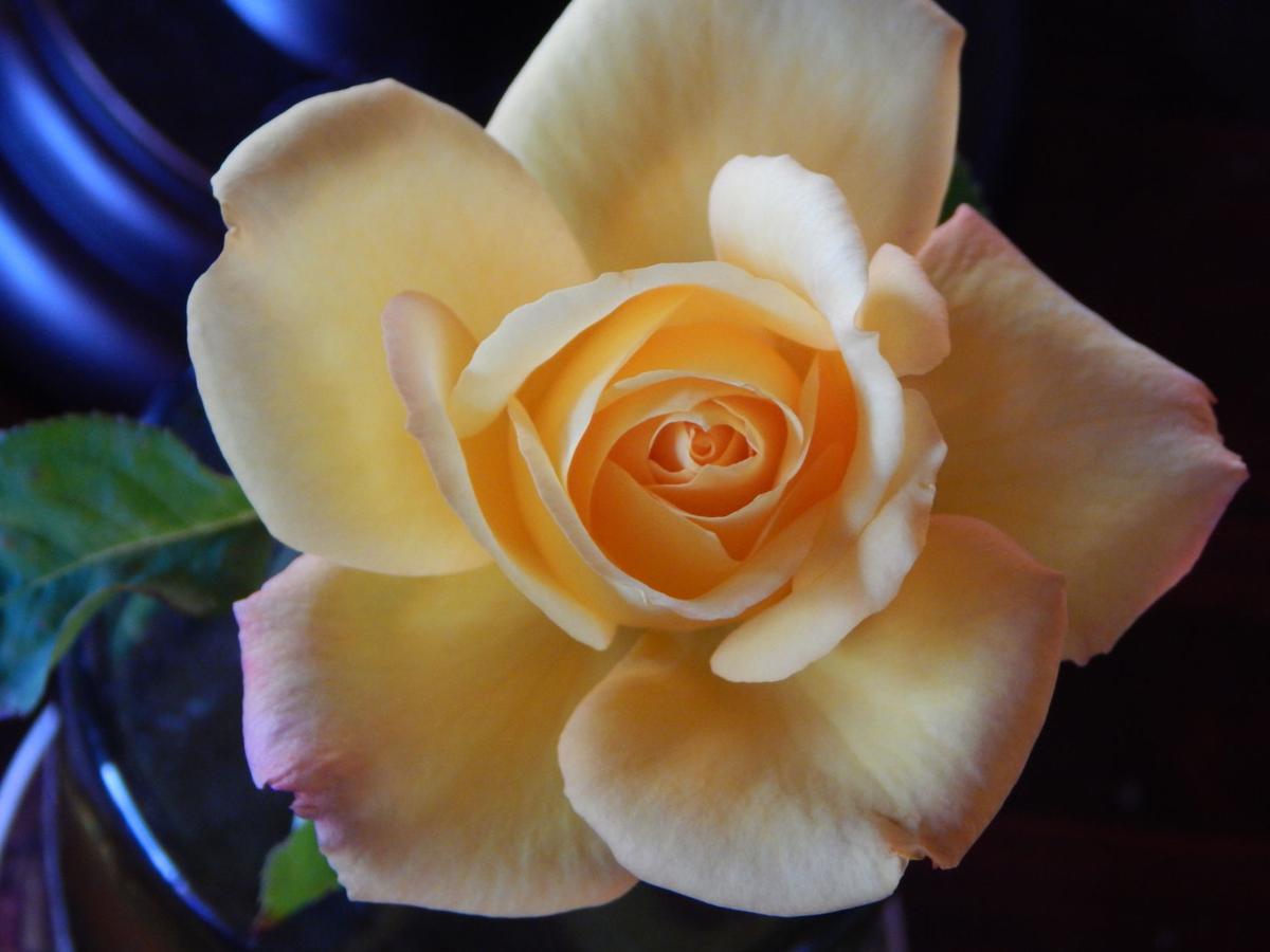 Yellow flower